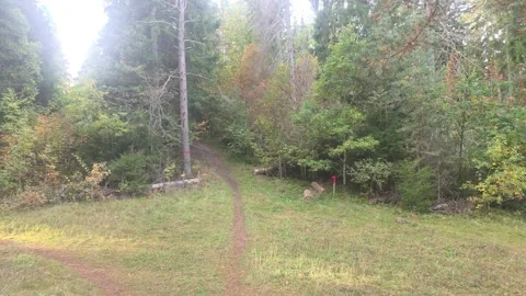 Dirt Pathway Entering Dense Forest Past A Wooden Fence Post Stock Footage 348037981