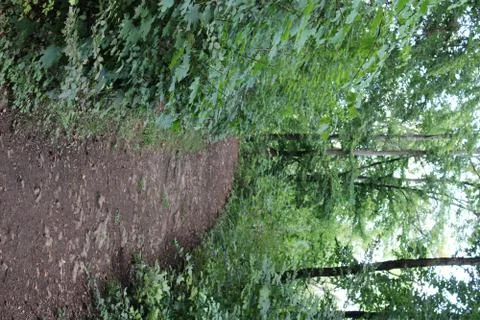 Dirt pathway in the forest Stock Photos