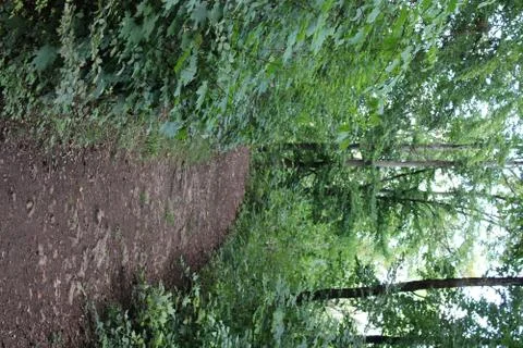 Dirt pathway in the forest Stock Photos