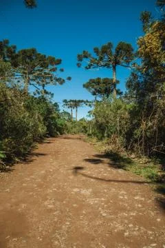 Dirt pathway in a forest with pine trees Stock Photos