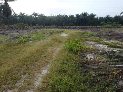 Dirt pathway Foto stock