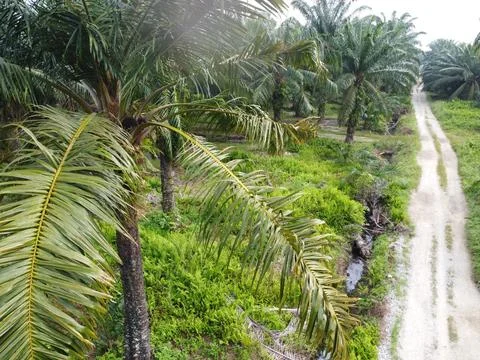 Dirt pathway Foto stock