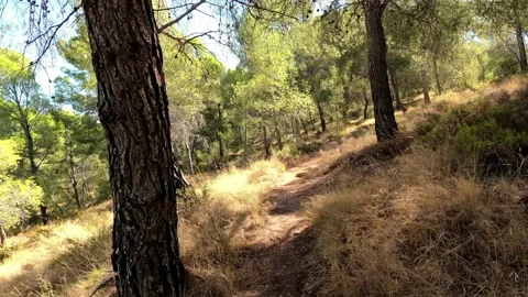 Dirt pathway through beautiful forest of pine trees Vídeos de archivo 140649106