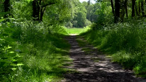 Dirt Pathway Through Nature Park Stock Footage