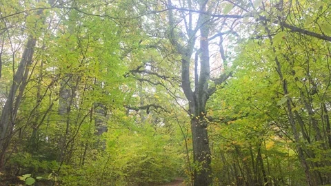 Dirt Pathway Winding Through A Bright Green Autumn Forest Stock Footage 348165760