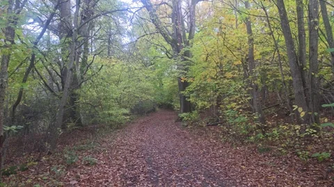 Dirt Pathway Winding Through A Lush Vibrant Autumn Forest Stockbeeldmateriaal 348154776