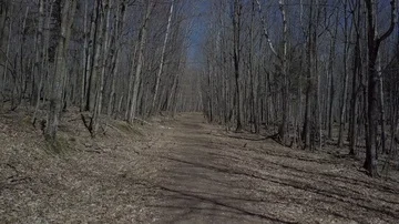 Dirt road and bare trees Stock Footage 85569004