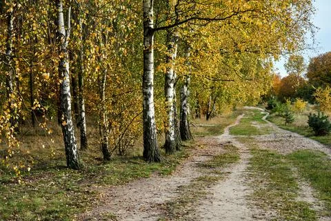 Dirt road and birch grove during autumn Stock Photos