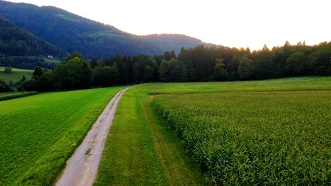 Dirt road and cornfield with forest sunset Stock Footage 315116053