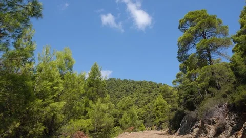 Dirt road and pine forest with fast moving clouds in Evia, Greece 库存影片 116830023
