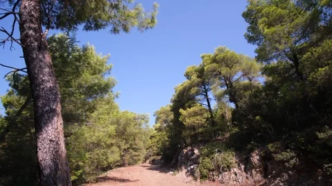 Dirt road and pine trees with branches moved by the wind in Evia, Greece 库存影片 116816572