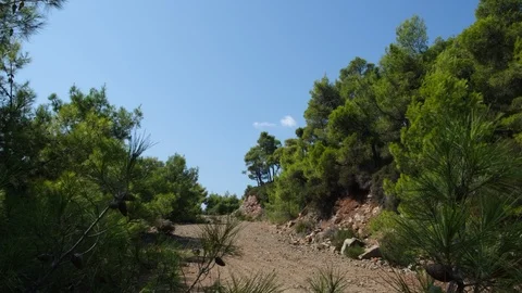Dirt road and pine trees with branches moved by the wind in Evia, Greece 库存影片 116817927