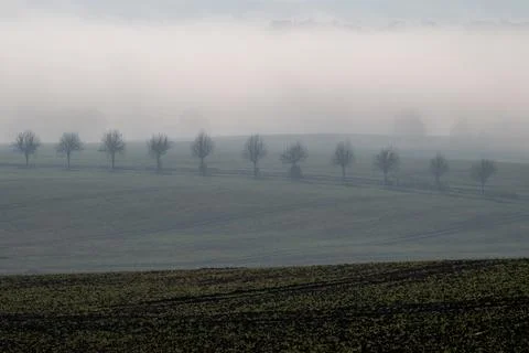 A dirt road with bare trees in a modified field in the fog Foto stock