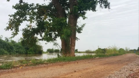Dirt Road Beside Muddy River Flowing Around Big Tree Stock Footage 344971203