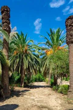 Dirt road between date palms, against a blue sky Stock Photos