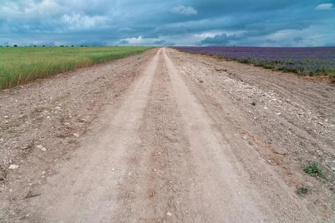 Dirt road between fields of grass and lavender Stock-Fotos