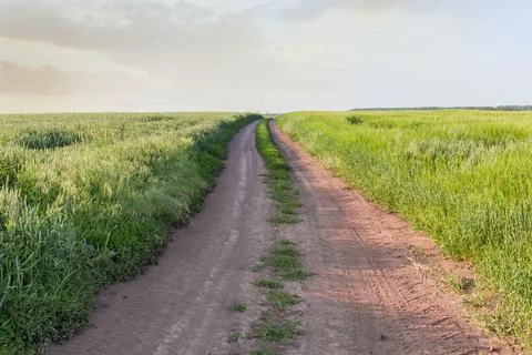 Dirt road between fields of ripening wheat and barley Stock Photos
