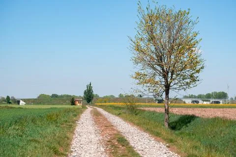 Dirt road between green fields in spring Stock Photos