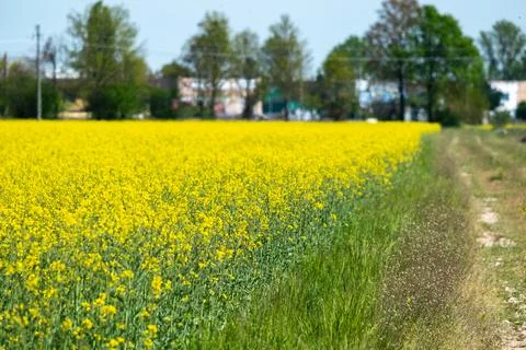 Dirt road between green fields in spring Stock Photos