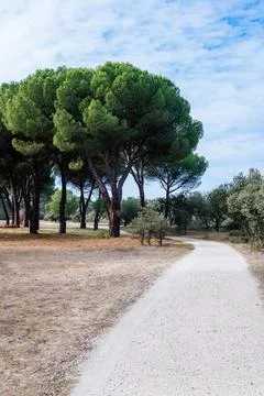 Dirt road between a pine forest and a holm oak forest. Concept of overcoming Stock Photos