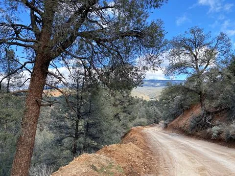 Dirt road between pine trees in the mountains Stock Photos