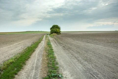Dirt road between plowed fields, trees on the horizon and a cloudy sky Stock Photos