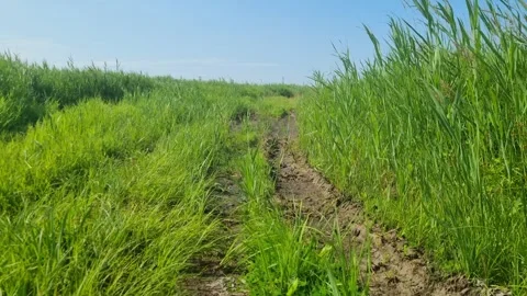 Dirt road between tall  grass swaying in the wind under blue sky with clouds Stock Footage 311820851