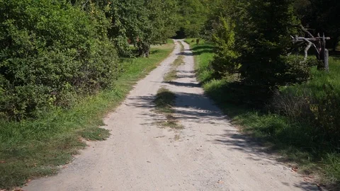 Dirt road between trees and meadows Stock Footage 115704287