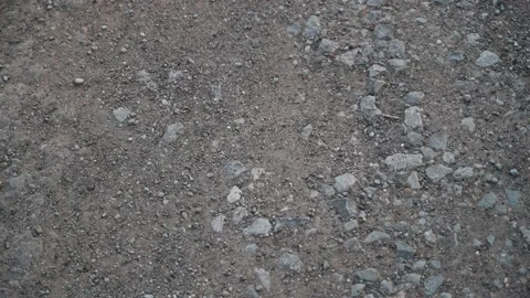 A dirt road between trees and fields Stock Footage 141468814