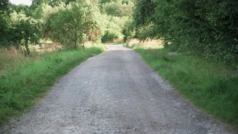 A dirt road between trees and fields Stock Footage 141469143