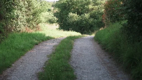 A dirt road between trees and fields Stock Footage 141469567
