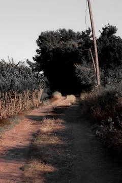 Dirt road between vegetation Stock Photos