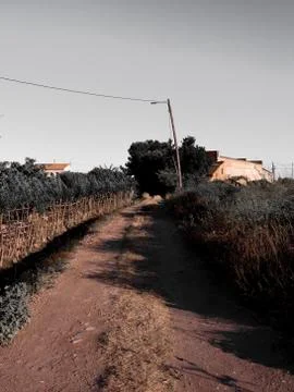 Dirt road between vegetation Stock Photos