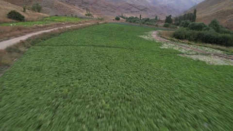 Dirt road borders a vivid green Chalus Road farm field with mountains beyond, Stock Footage 343907490