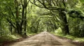 dirt road with canopy trees covered spanish moss Vidéos HD