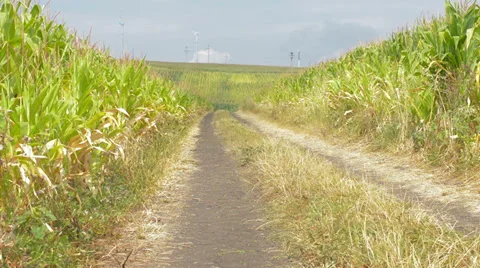 Dirt road in corn field Stock Footage 27830888