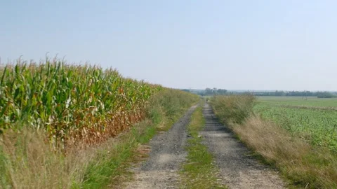 Dirt road crossing green fields of corn and young crops in summer Stock Footage 343543134