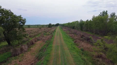 Dirt road cutting through Delta del Paraná wetlands with dry vegetation, forest Vídeo Stock 309647476