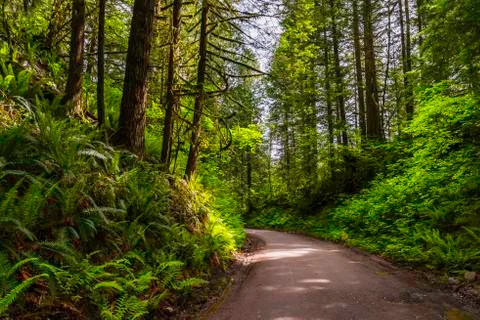 Dirt road in a dense spring forest lit by the rays of the morning sun Stock Photos