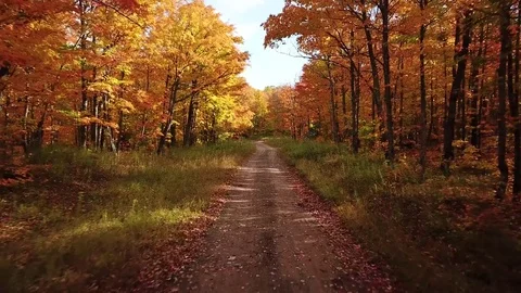 Dirt road with fall colors Stock Footage 81337274