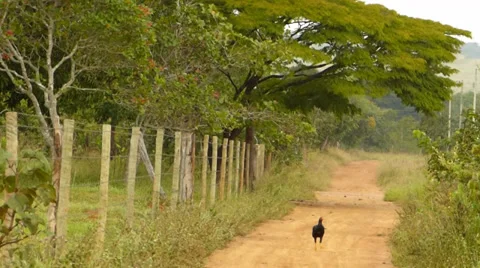 Dirt road 動画素材 37711829