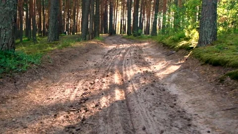 Dirt road in the forest among the trees Stock Footage 202717643
