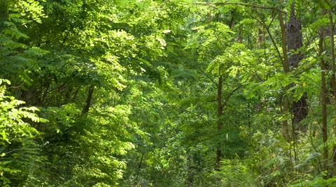 Dirt road in the forest. Video stock 64673330
