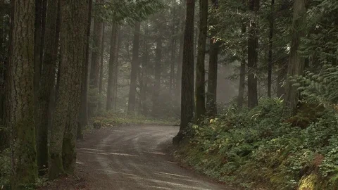 Dirt road in a forest Video stock 75210253