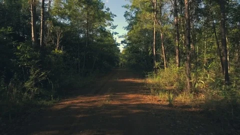 Dirt road in a forest Stock Footage 83150971