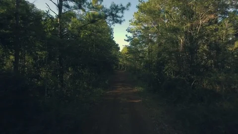 Dirt road in a forest Stock Footage 83152136