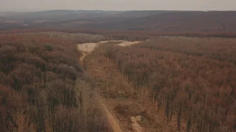 Dirt road in the forest Video stock 105313254