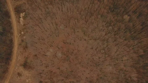 Dirt road in the forest Stock Footage 105370882