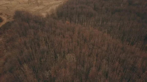 Dirt road in the forest Stock Footage 106799535