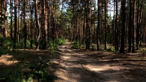 Dirt road in a forest. Vídeos de archivo 134524613